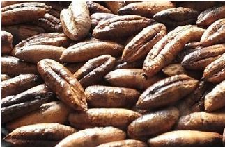 خواص هسته خرما