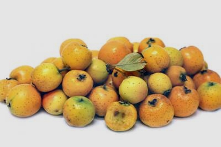 شگفتیهای میوه کیالک بوشهر