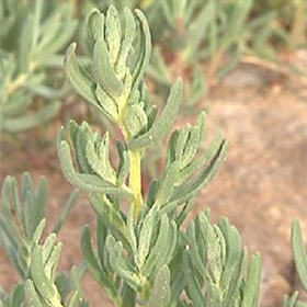 گیاه مَنگَک بوشهر