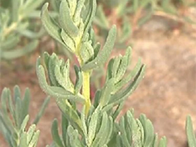 گیاه مَنگَک بوشهر