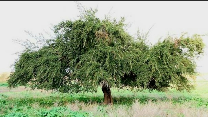 درخت کنار و صنعت کشاورزی بوشهر