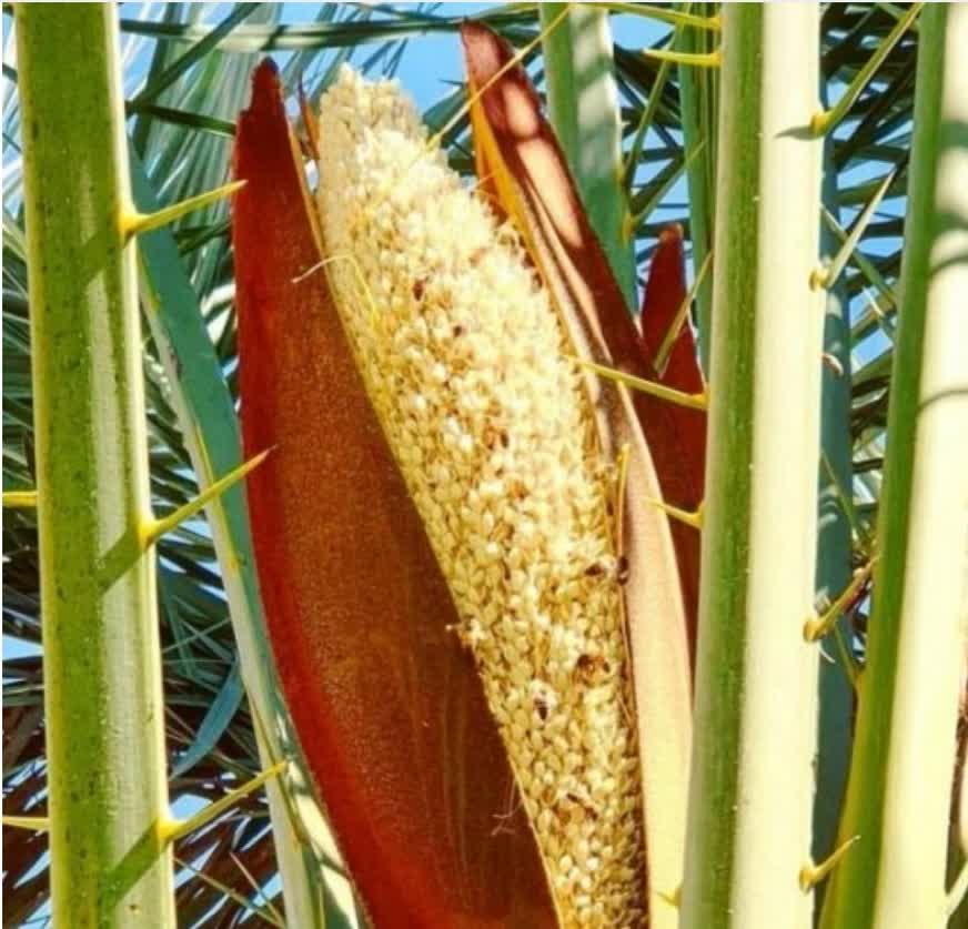 اسفند شکوفایی گل خرما و شهریور خرما پزون