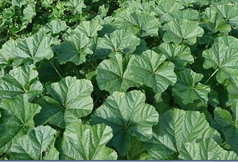 گیاه معجزه گر تّولَه بوشهر